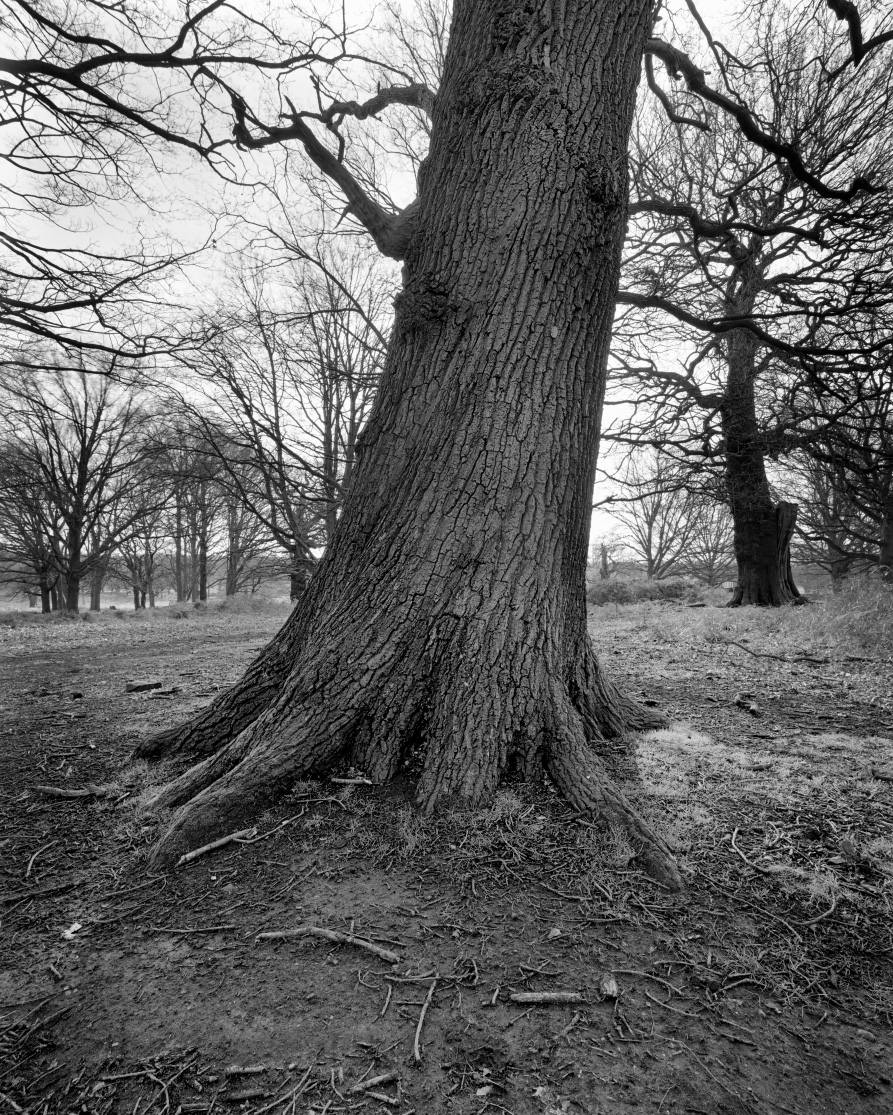 Richmond Park Tree